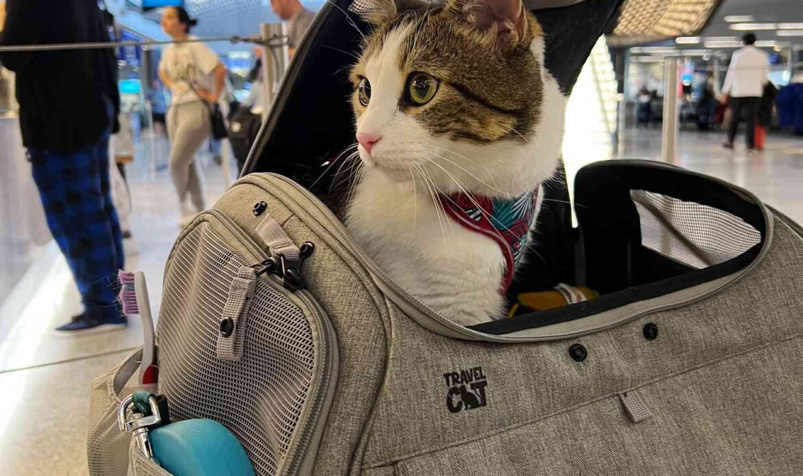 tal-airline-approved-pet-carriers-test-transpurrter-morgan-ashley-parker-01-9bac9f9074ed4c16816b25af0414a4cd.jpg