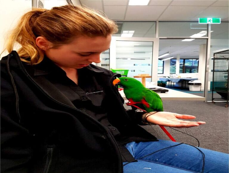 Agent_with_bird_optimized