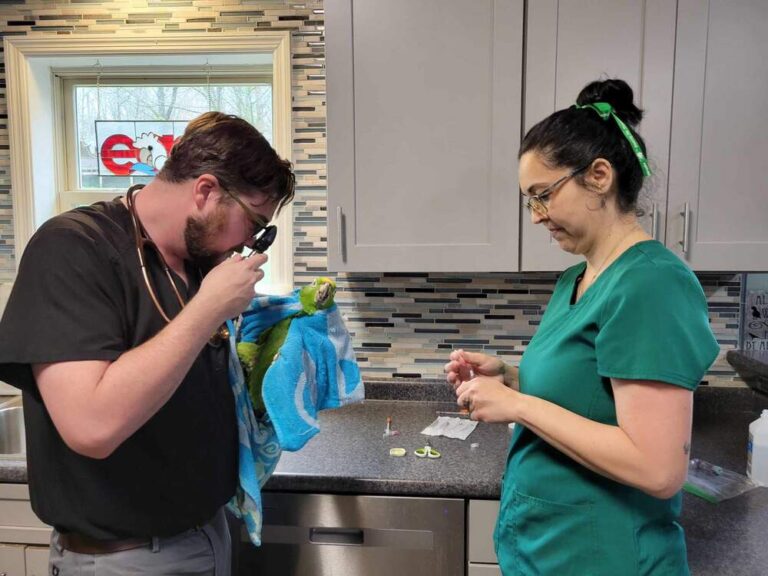 Vet_of_ITL_2_optimized