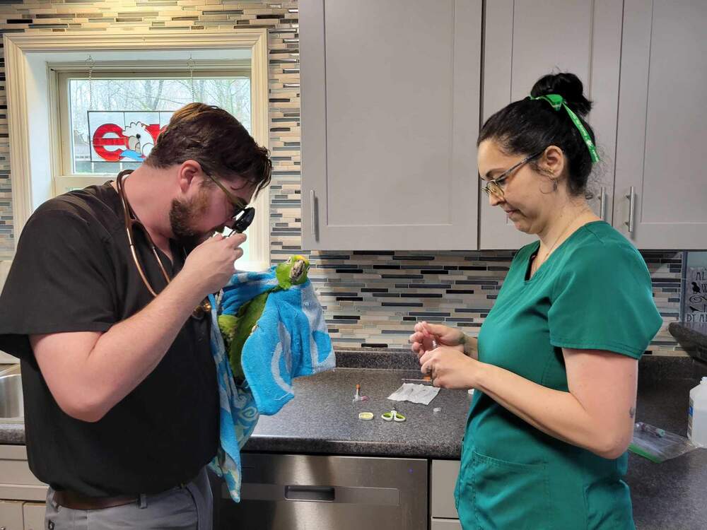 Vet_of_ITL_2_optimized