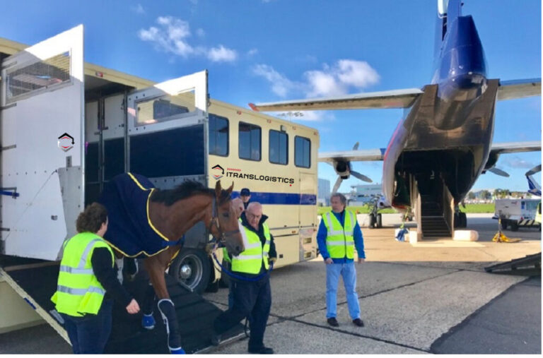 horse boarding plane