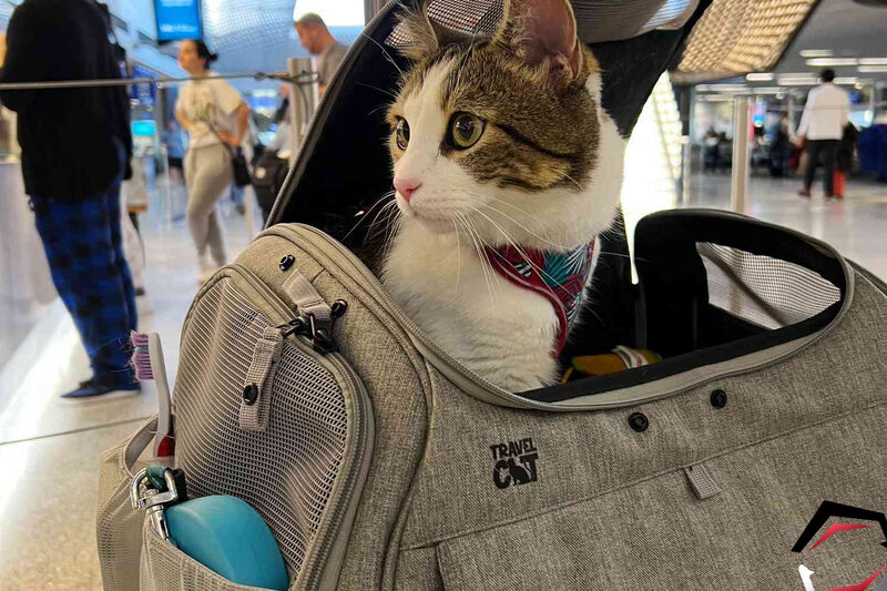 kitten at the airport